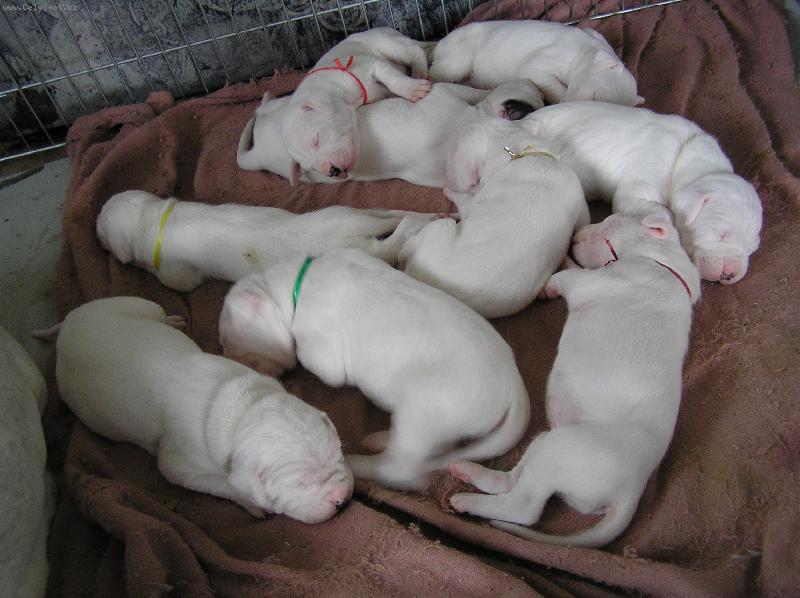 Foto: vrh G Blansk� les