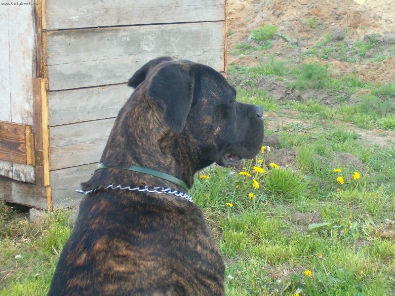 Foto: Uncas-Unas na zahr�dce