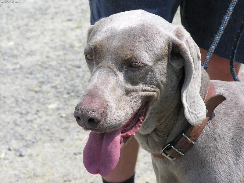 Foto: Shella-portr�t