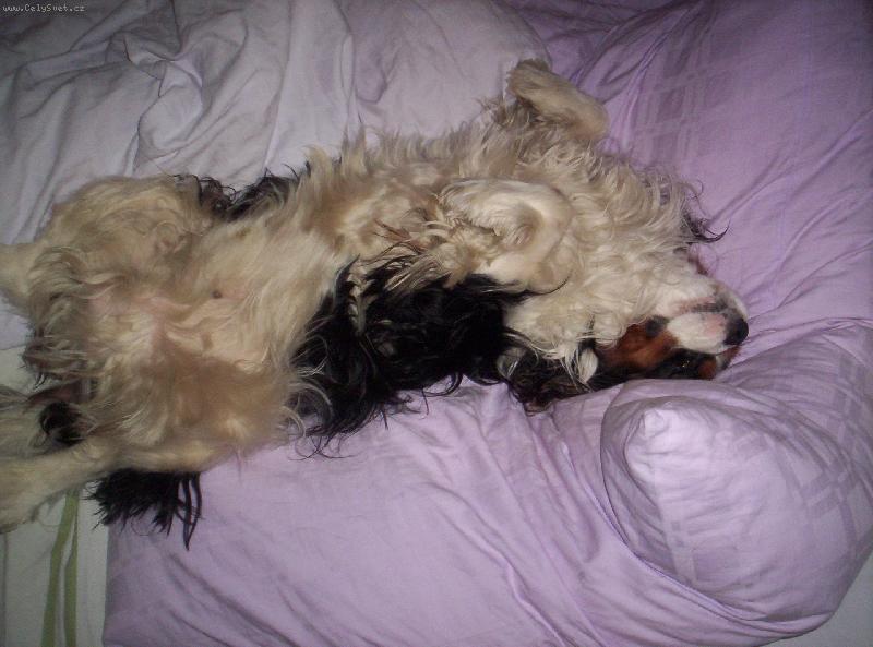 Foto: Rony-mm,to m�m ale velkou postel....