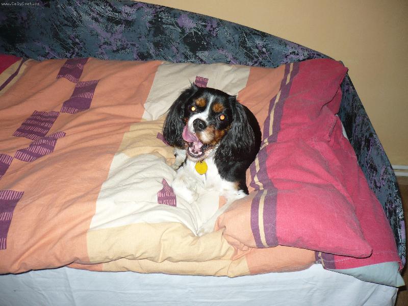 Foto: Postel to je moje