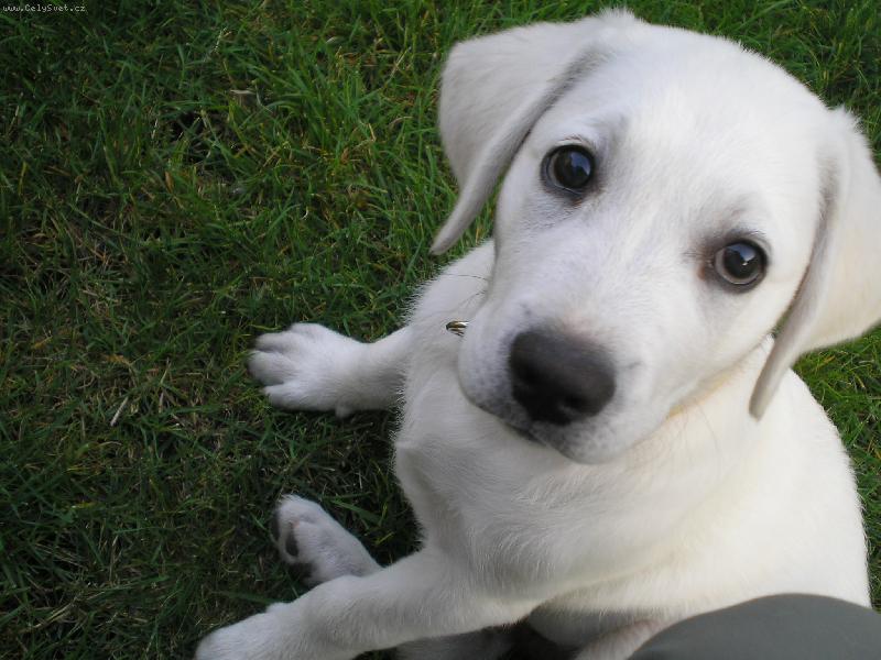 Foto: Kuku�-Kuku�