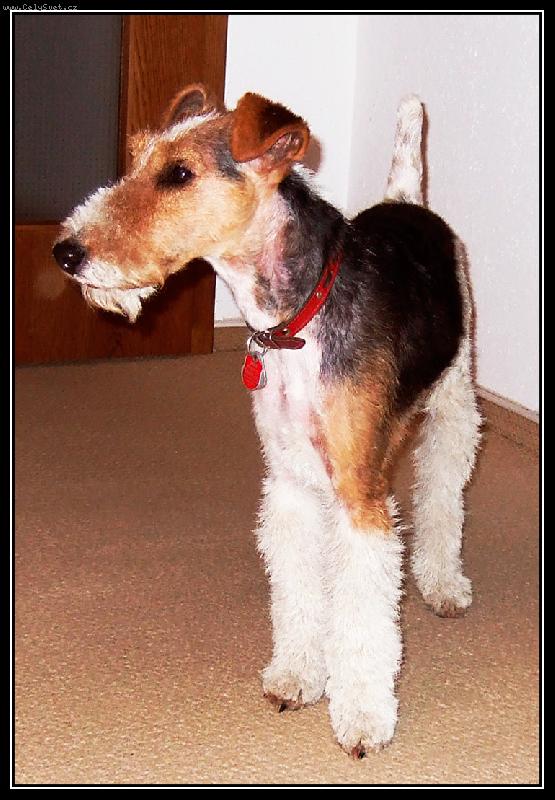 Foto: ben 6_12_08-po trimovani