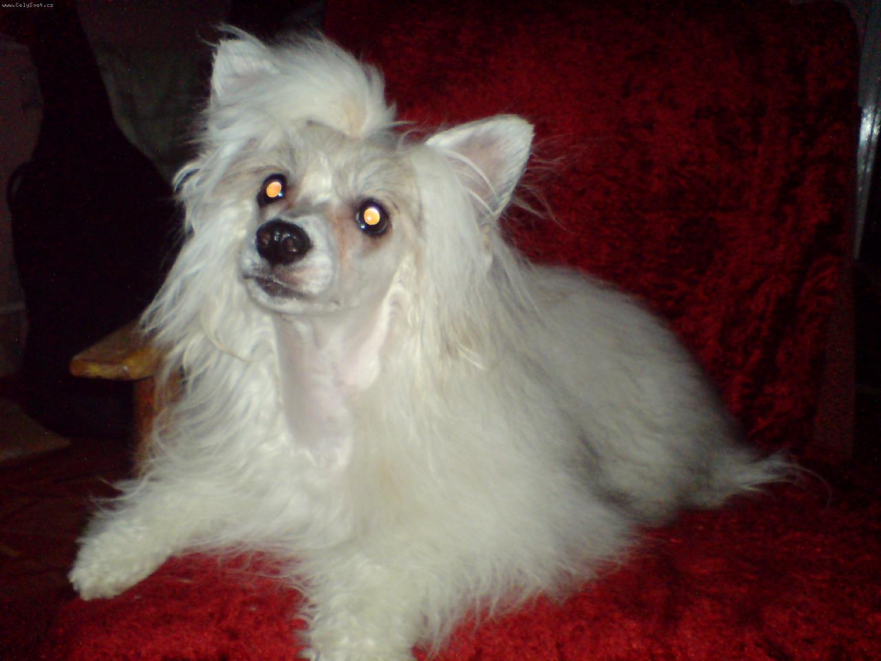 Foto: Zimba �i�iko