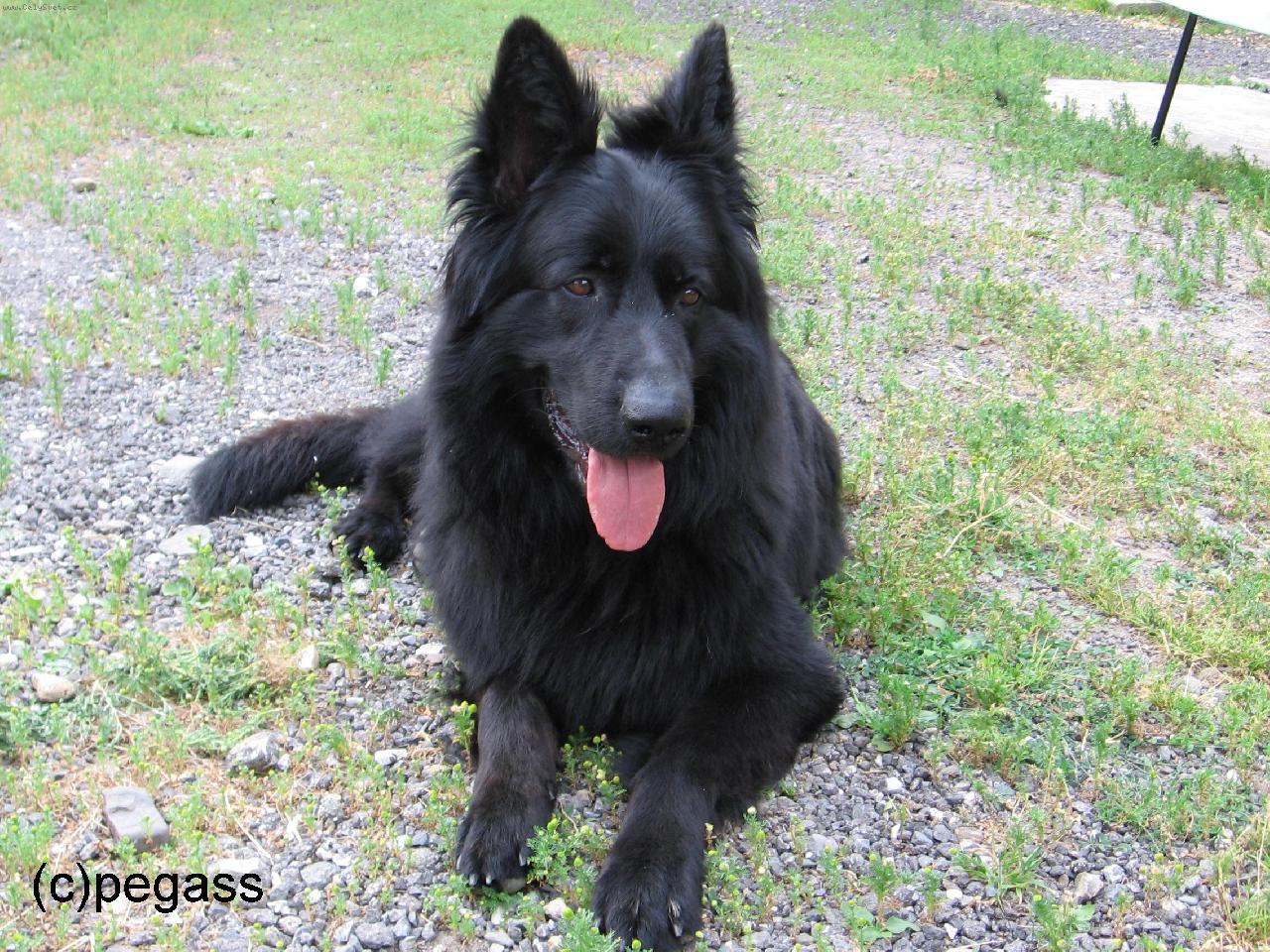 Foto: No-�oli-�ern� NO s PP