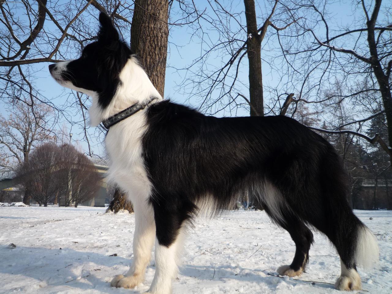 Foto: Eseja Slezsk� hr�dek-alias Casey