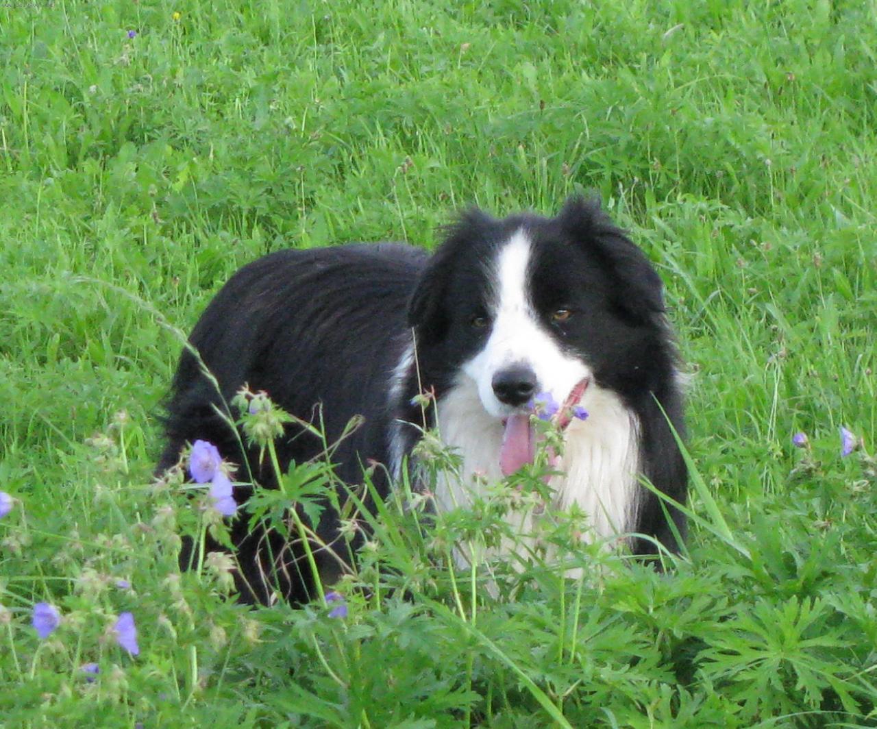 Foto: Beatle-Paul Tender Flash