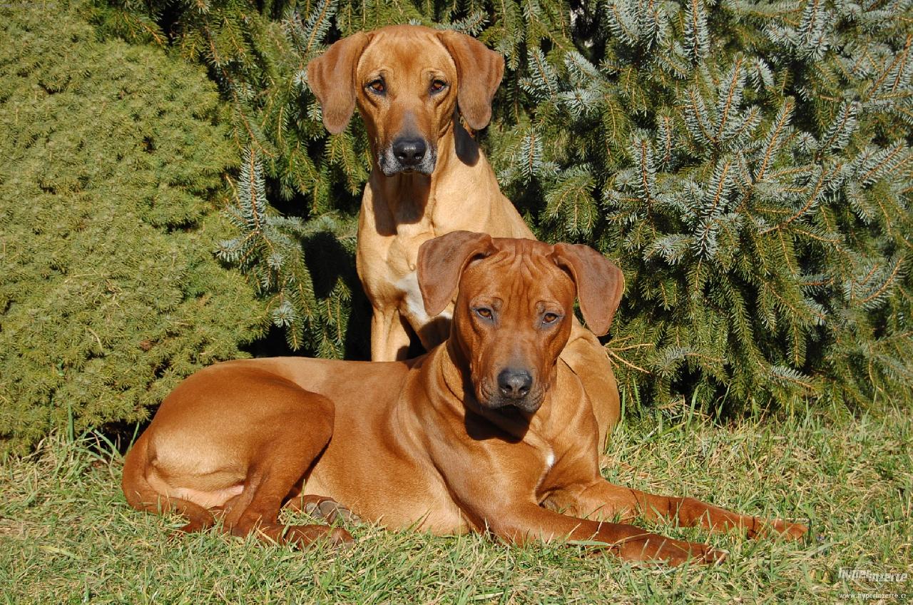 Foto: DAZZLING TAQ NERO