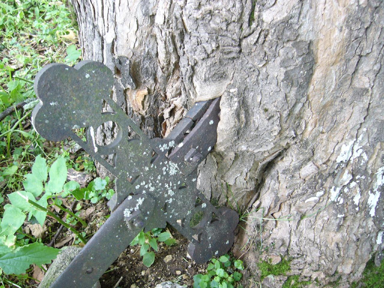 Foto: K�� zarostl� do stromu