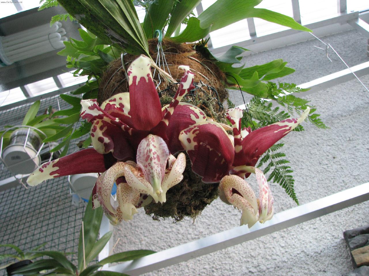 Foto: Stanhopea nigroviolacea