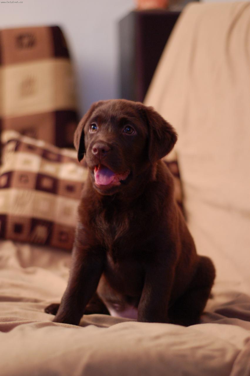 Foto: Frida z Podblanicka