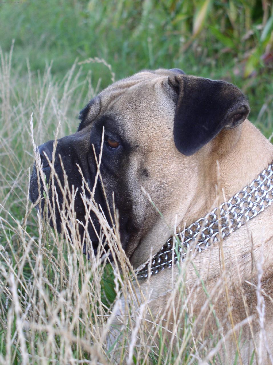 Foto: Beryll Dolihe-Beryll l�to 2011