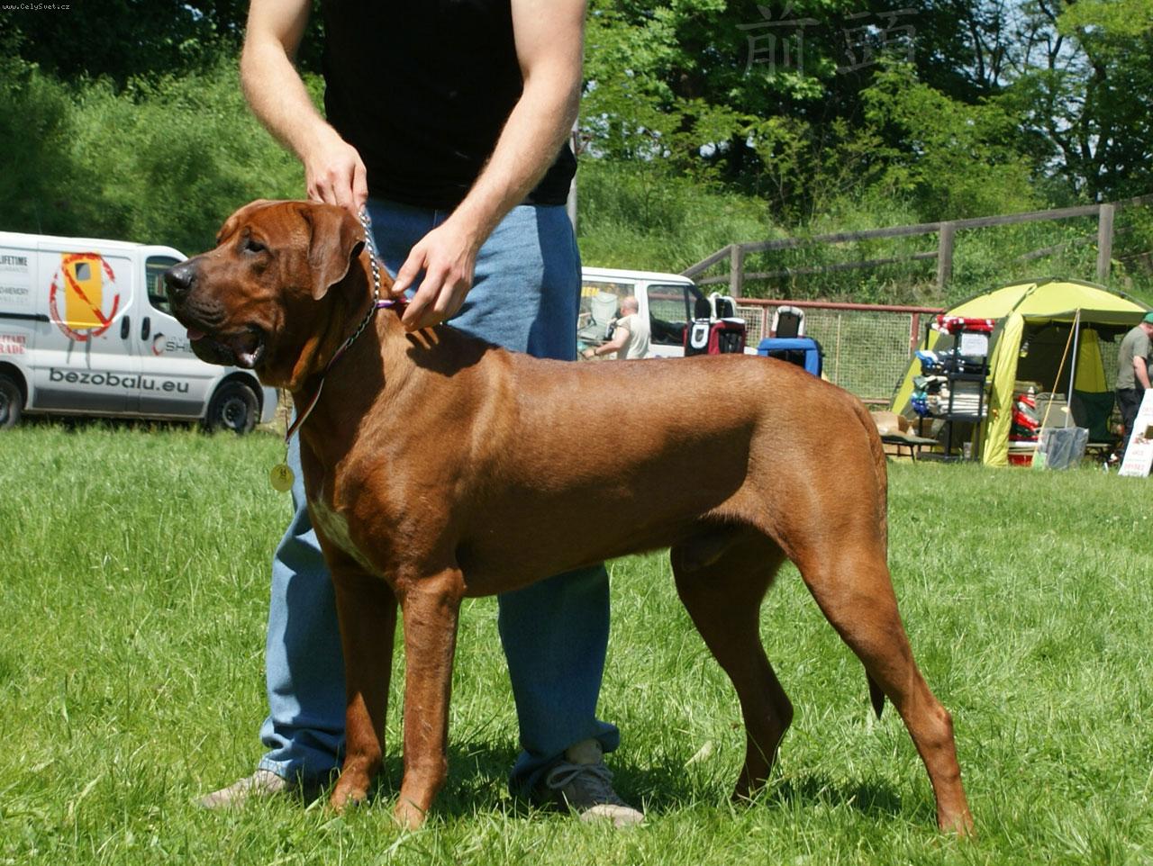 Foto: MultiCh.Megasthenes Invasor-15 m�s�c� star� na fotografii