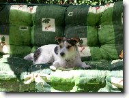 JACK RUSSELOV PARSON TERIER