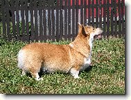 Fergie Higu - Welsh corgi Pembroke