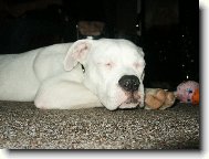 american bulldog