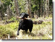 Curly Coated Retriever