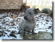 www.thailandridgeback.cz