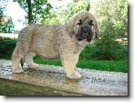 �pan�lsk� mastin