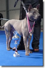 www.thailandridgeback.cz