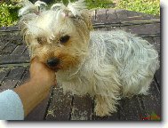 White/ gold yorkshire terrier