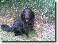 Flat Coated Retriever