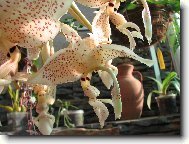 Stanhopea costaricensis