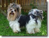 Biewer Yorkshire Terrier