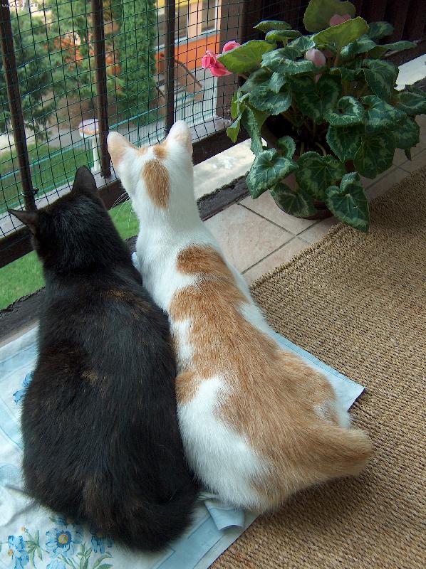 Foto: Mike�ka a Bert�k-Bacha, u� jde!