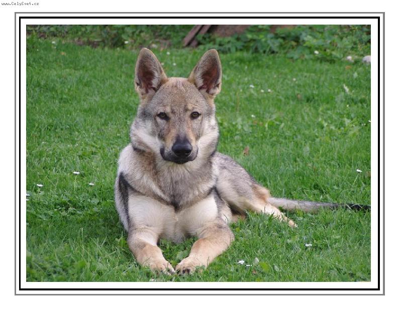 Foto: Baron-nevinn� vl��tko