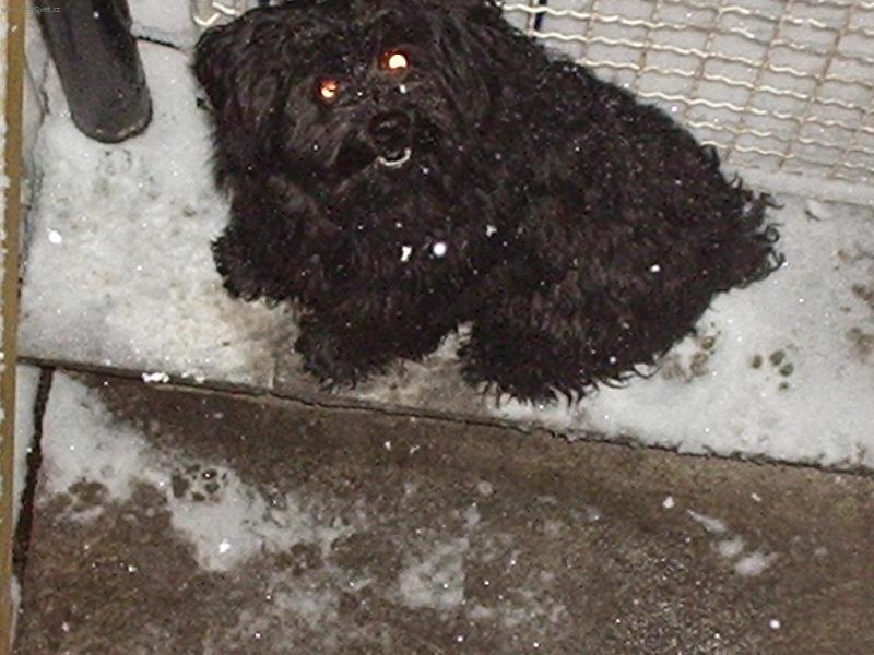 Foto: (Nezn�m� plemeno) Zima-Jak se v�m l�b�...?