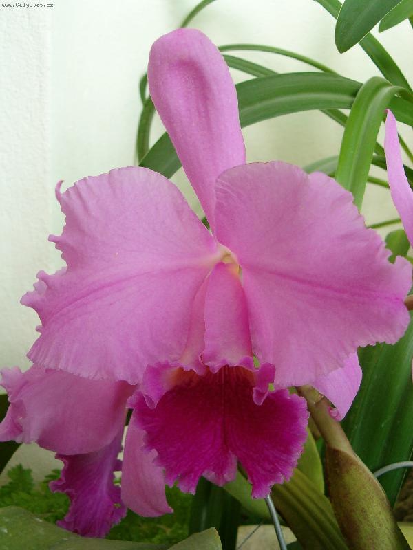 Foto: kr�sa jm�nem Orchidej