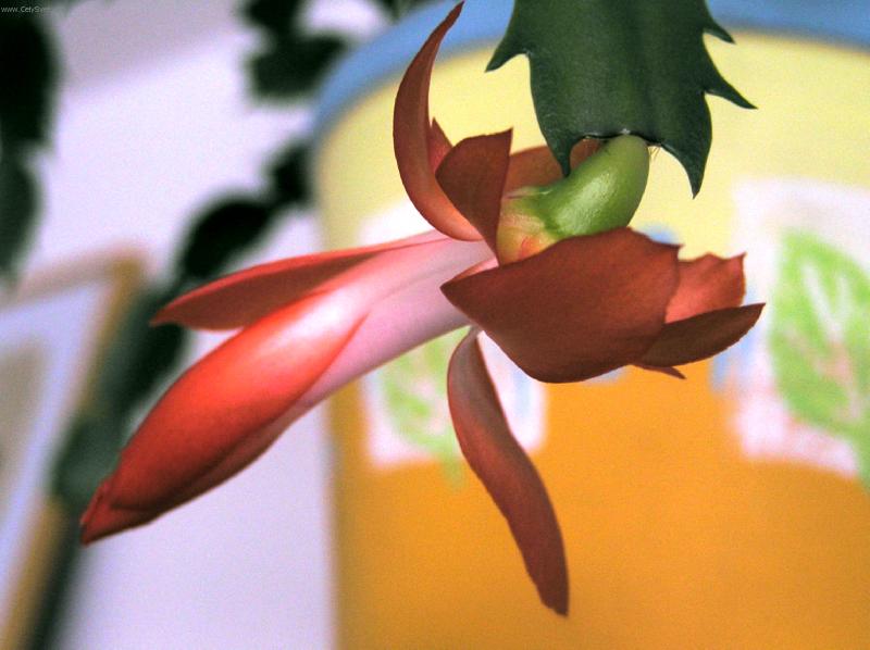 Foto: A�koli nejsou v�noce...