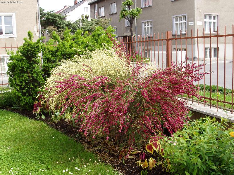 Foto: Dvoubarevn� �ilimn�k-Jaro