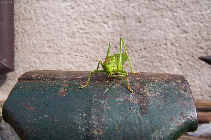 Foto: kobyla ve sveraku