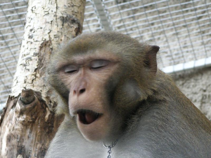 Foto: n� Kok�nek