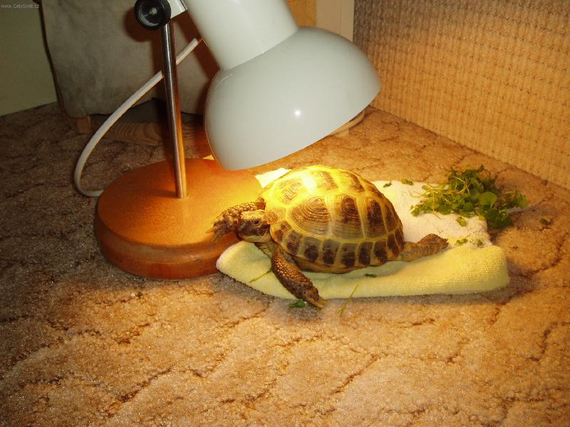 Foto: Bobina-�elva �ty�prst�-Po dobr�m j�dle ,odpo��v�m v teplou�ku.