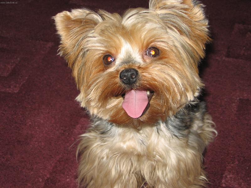 Foto: Wendy2-u� m� �as ?