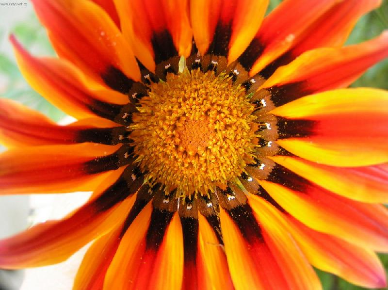 Foto: Post�lka pro v�elku M�ju