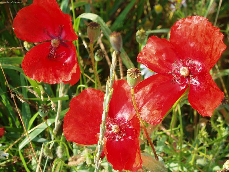 Foto: Vl�� m�ky