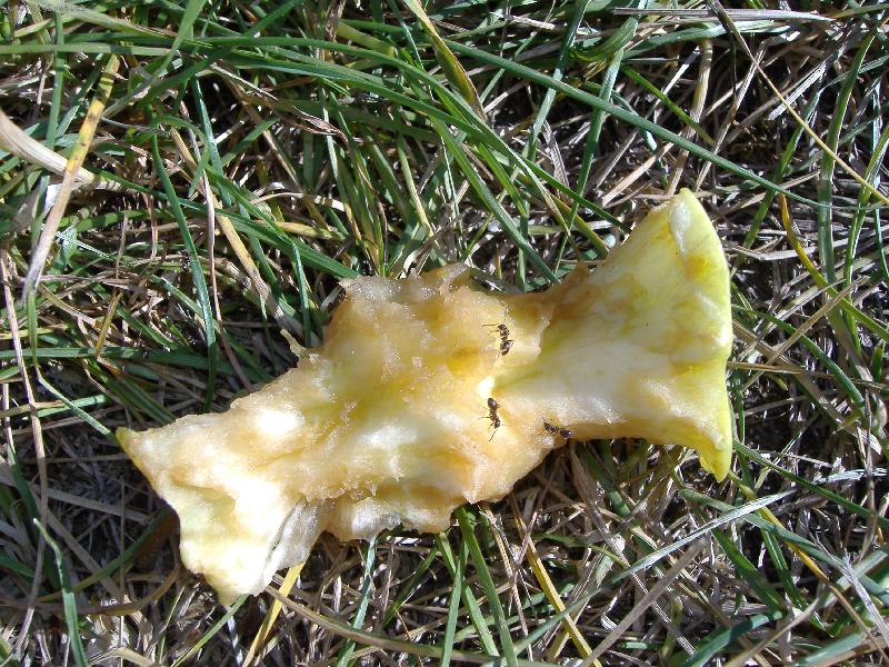 Foto: M�am!-Mravenci hoduj�