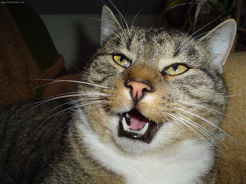 Foto: Tygr-Nem� sv�j den...