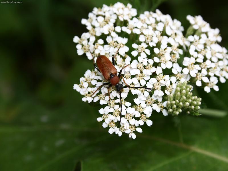 Foto: broucek