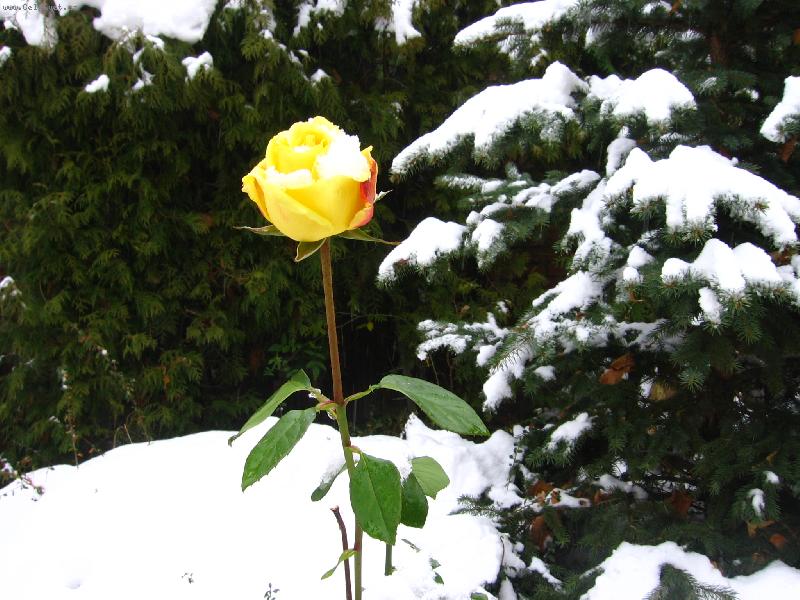 Foto: Posledn� r��e-P�i�la zima