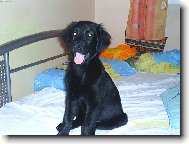 Mj hafan Nico (Flat coated retriever)