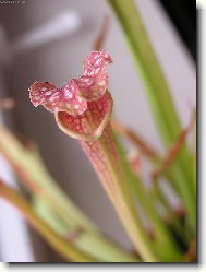 sarracenia leucophila