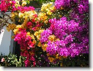 Bougainvillea