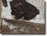 (Nezn�m� plemeno) Zima