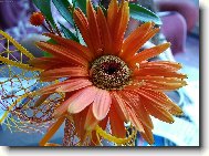 kv�tina z kytice
