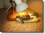 Bobina-�elva �ty�prst�